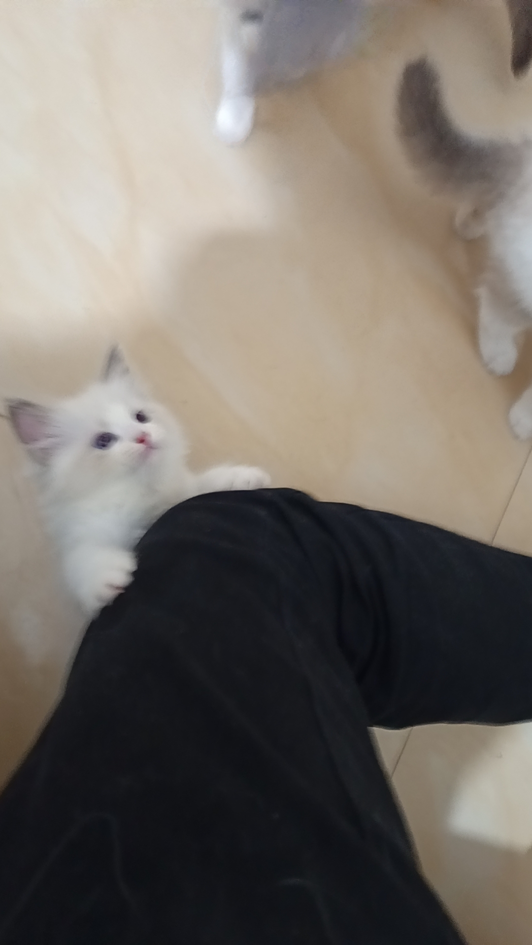 布偶猫
